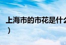 上海市的市花是什么（上海市市花寓意是什么）