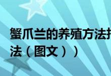 蟹爪兰的养殖方法扦插视频（蟹爪兰的养殖方法（图文））