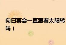 向日葵会一直跟着太阳转（向日葵会每天跟着太阳转来转去吗）