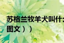 苏格兰牧羊犬叫什么（什么是苏格兰牧羊犬（图文））