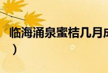 临海涌泉蜜桔几月成熟（临海涌泉蜜桔的特点）