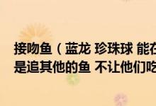 接吻鱼（蓝龙 珍珠球 能在一起养么 为什么有一只接吻鱼总是追其他的鱼 不让他们吃食啊）