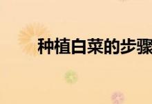 种植白菜的步骤（种植白菜的步骤）