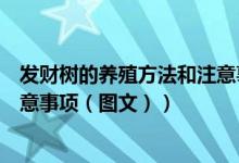 发财树的养殖方法和注意事项详解（发财树的养殖方法和注意事项（图文））
