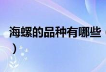海螺的品种有哪些（海螺的种类和介绍有什么）