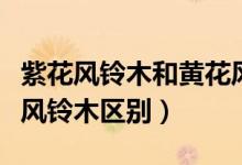 紫花风铃木和黄花风铃木的区别（红花与紫花风铃木区别）
