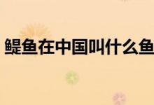 鳀鱼在中国叫什么鱼（鳀鱼在中国叫什么鱼）