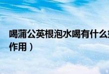 喝蒲公英根泡水喝有什么好处（用蒲公英根泡水喝都有什么作用）