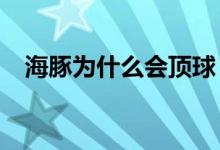 海豚为什么会顶球（海豚为什么会顶球?）