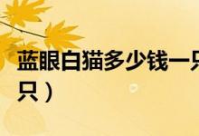 蓝眼白猫多少钱一只图片（蓝眼白猫多少钱一只）