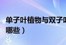 单子叶植物与双子叶植物区别（单子叶植物有哪些）