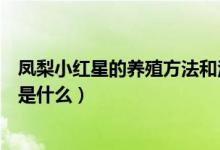 凤梨小红星的养殖方法和注意事项（红星凤梨花的养殖方法是什么）