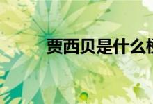 贾西贝是什么梗（贾西贝什么梗）