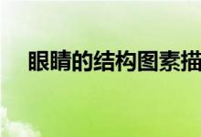 眼睛的结构图素描（眼睛的结构是什么）