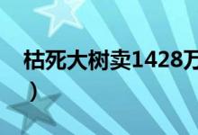 枯死大树卖1428万（天价黄花梨树一木难求）