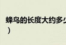 蜂鸟的长度大约多少（蜂鸟的长度大约是多少）