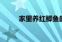 家里养红鲫鱼的技巧（我是新手）