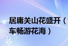 居庸关山花盛开（可乘坐S2线开往春天的列车畅游花海）