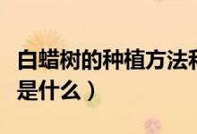 白蜡树的种植方法和技术（白蜡树的种植方法是什么）