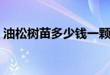 油松树苗多少钱一颗（油松树苗多少钱一棵）