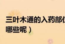 三叶木通的入药部位（三叶木通的功效作用有哪些呢）