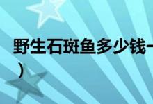野生石斑鱼多少钱一斤（各产地价格最新行情）