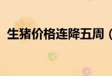 生猪价格连降五周（2022春节前还会涨吗）