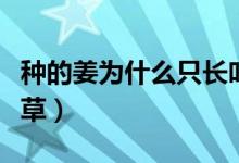 种的姜为什么只长叶不结姜（种姜为何要插姜草）