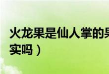 火龙果是仙人掌的果实（火龙果是仙人掌的果实吗）