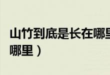 山竹到底是长在哪里的（山竹是怎么长的长在哪里）