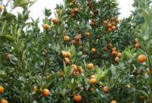 柑橘类水果的营养价值 柑橘类水果27种详细介绍