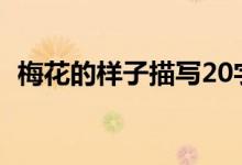 梅花的样子描写20字（梅花的样子像什么）