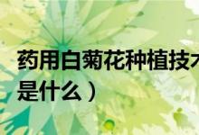 药用白菊花种植技术（白花除虫菊的种植技术是什么）