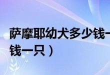 萨摩耶幼犬多少钱一只（八个月萨摩耶犬多少钱一只）