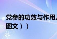 党参的功效与作用儿童（党参的功效与作用（图文））