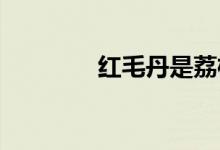  红毛丹是荔枝的一个品种吗 