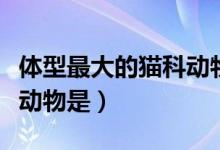 体型最大的猫科动物是哪个（体型最大的猫科动物是）