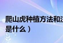 爬山虎种植方法和注意事项（爬山虎种植方法是什么）