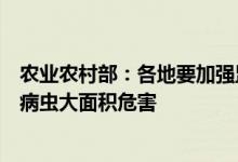 农业农村部：各地要加强监测预警严防大豆“症青”和重大病虫大面积危害