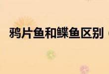鸦片鱼和鲽鱼区别（鸦片鱼和鲽鱼的区别）