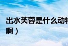 出水芙蓉是什么动物啊（出水芙蓉是什么意思啊）