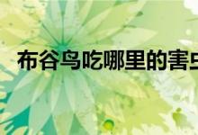 布谷鸟吃哪里的害虫（布谷鸟吃什么害虫）