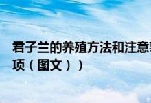 君子兰的养殖方法和注意事项（君子兰的养殖方法和注意事项（图文））
