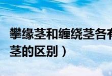 攀缘茎和缠绕茎各有什么特点（攀缘茎和缠绕茎的区别）