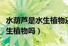 水葫芦是水生植物还是陆生植物（水葫芦是水生植物吗）