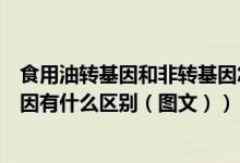 食用油转基因和非转基因怎么区分（食用油转基因和非转基因有什么区别（图文））