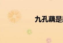  九孔藕是脆的还是面的 