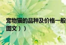 宠物猫的品种及价格一般是多少钱（宠物猫的品种及价格（图文））