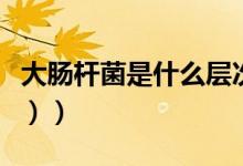 大肠杆菌是什么层次（大肠杆菌是什么（图文））