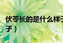 伏苓长的是什么样子图片（伏苓长的是什么样子）